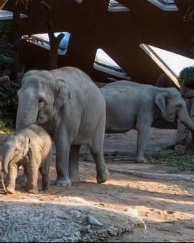 Zoo Zurich Elefanten